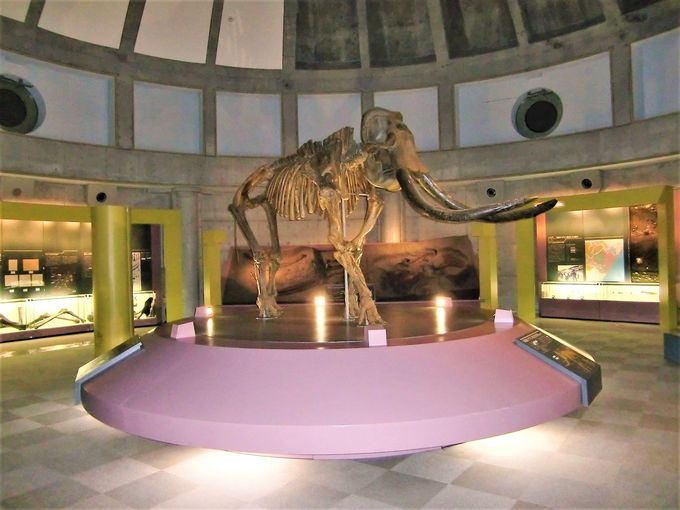 忠類ナウマン象記念館で発見から発掘までの感動を体感しよう！