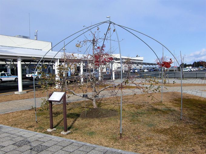 ���[�~���̉̂Ƃ�񂲂̖؂�����u����ĉԊ���`�v�̊T�v