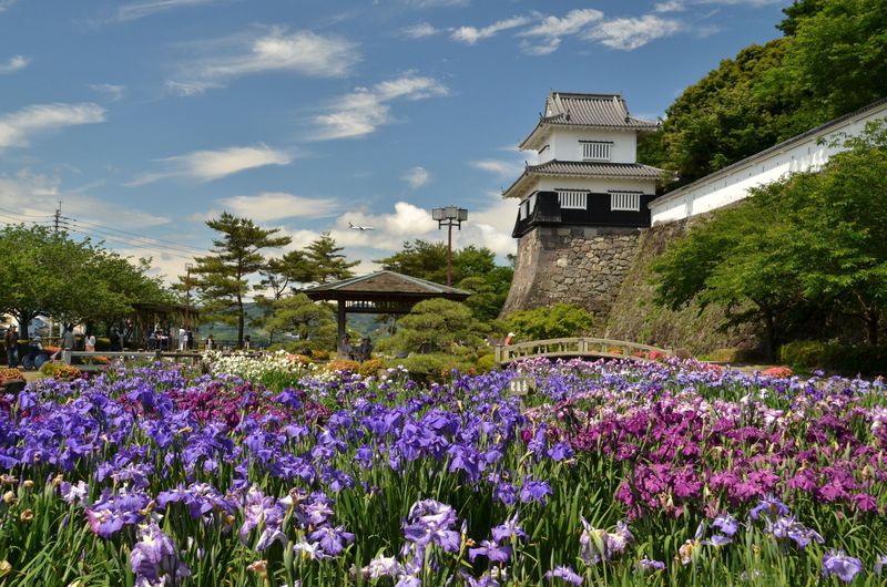 長崎県・大村公園は桜・花菖蒲の名所！近くに「龍馬伝」ロケ地も