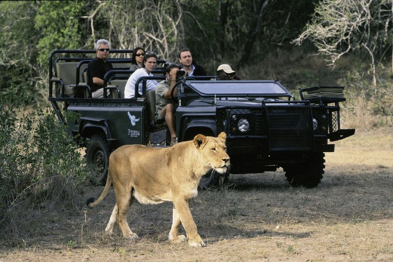南アフリカ・世界最大級の野生の王国『クルーガー国立公園』でビッグファイブ・サファリを体験しよう！