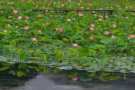 Ԃ̐VE@̉ԉIPHu}TgHv̋LTlC