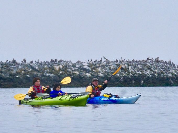 uHalf Moon Bay Kayak CompanyvŏS҂y߂JbŇ