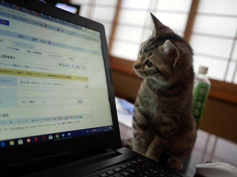 かわいこちゃんと朝までにゃんにゃん 猫付き旅館 湯河原 まいきゃっと で酒池猫林 神奈川県 Lineトラベルjp 旅行ガイド