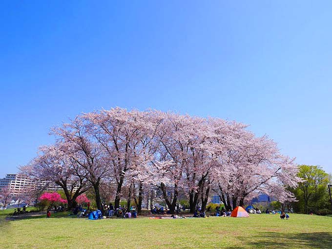 都筑区内には他にも桜の名所が