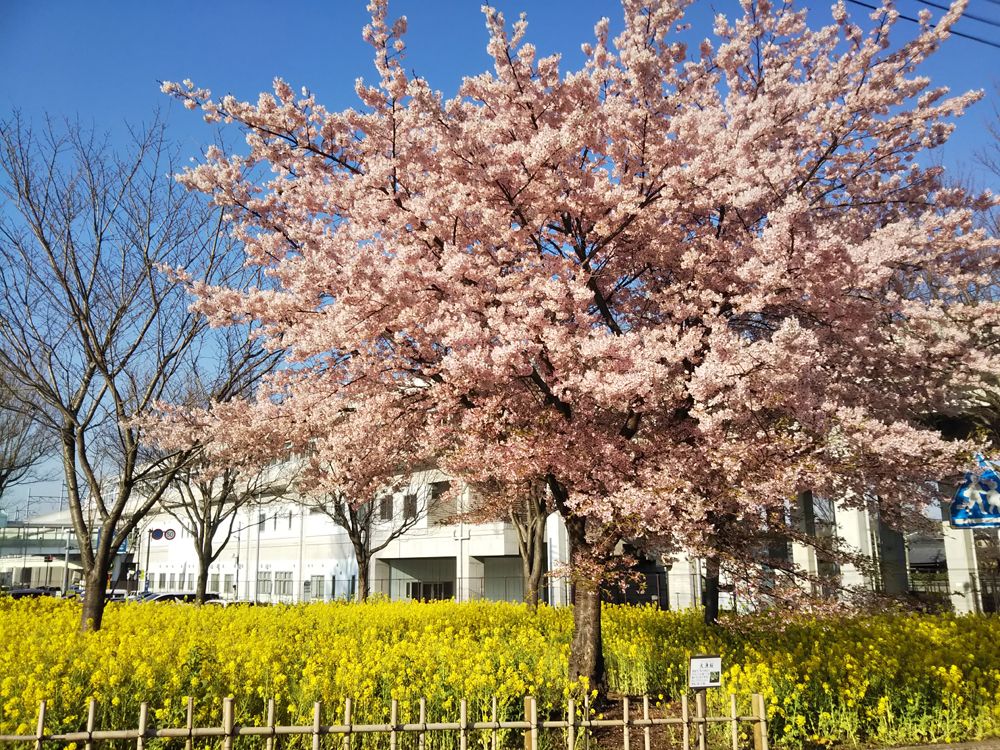 都筑区内には他にも桜の名所が