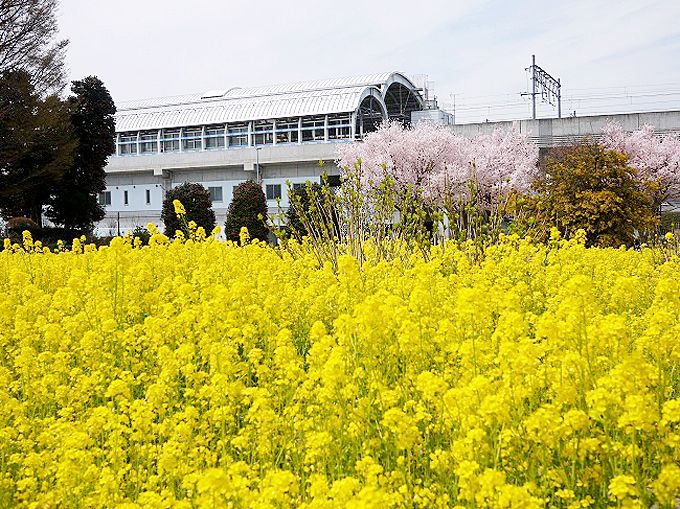 都筑区内には他にも桜の名所が
