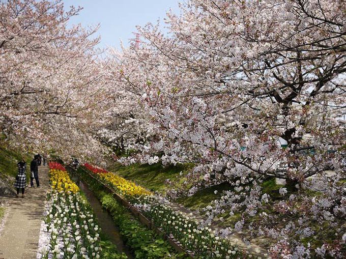 過去の江川せせらぎ緑道