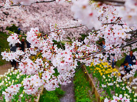 奇跡のコラボは運しだい！横浜「江川せせらぎ緑道」桜とチューリップ