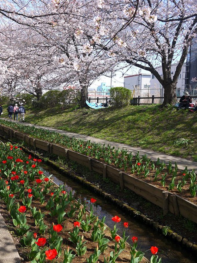 過去の江川せせらぎ緑道