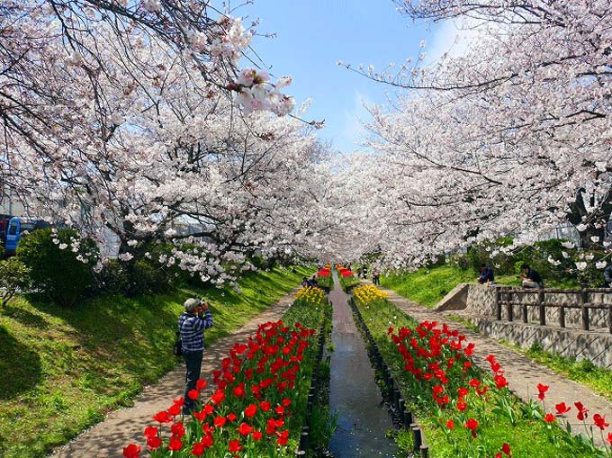 都筑水路が流れる江川せせらぎ緑道