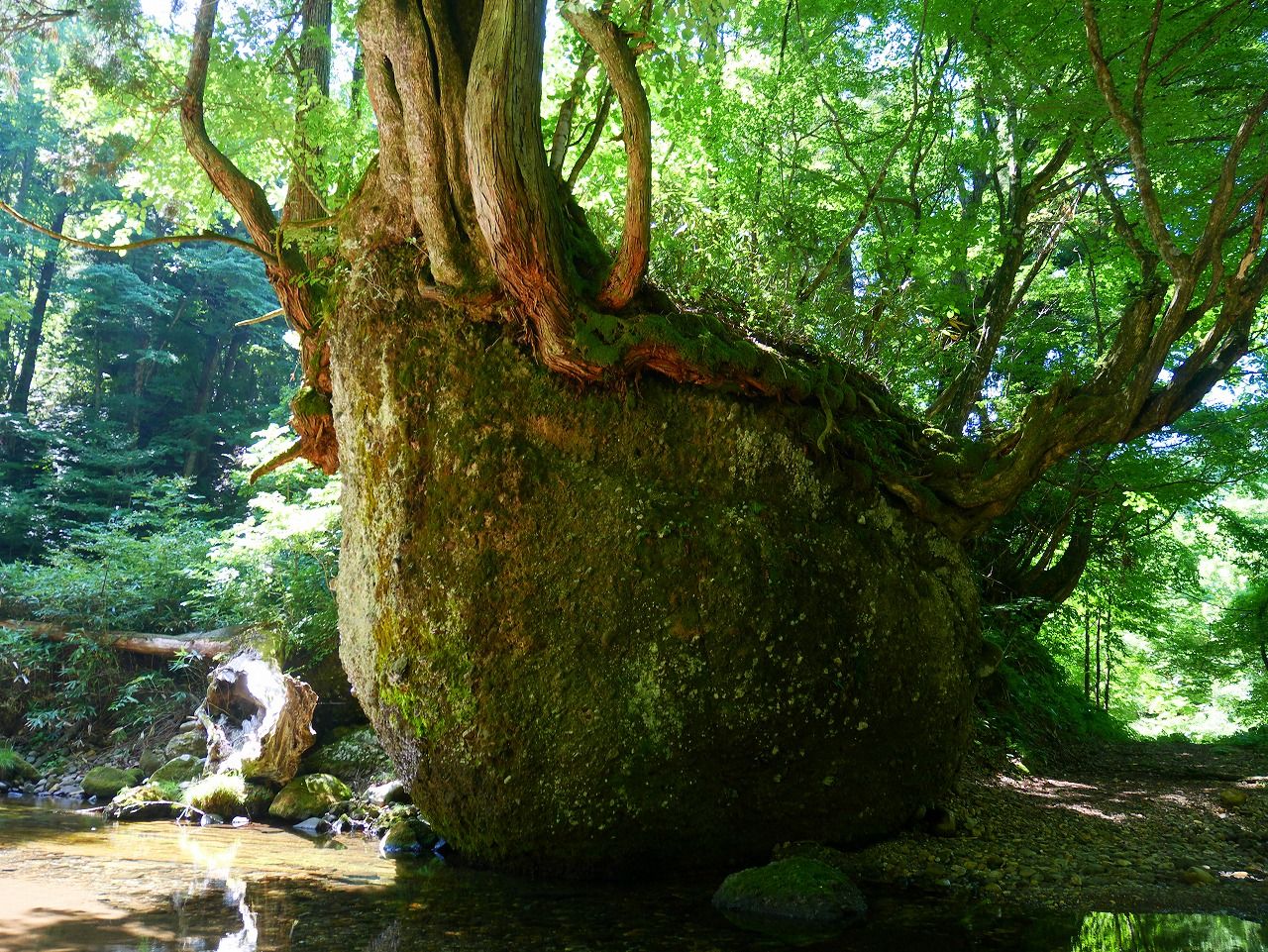 小さな森のようなネコバリ岩