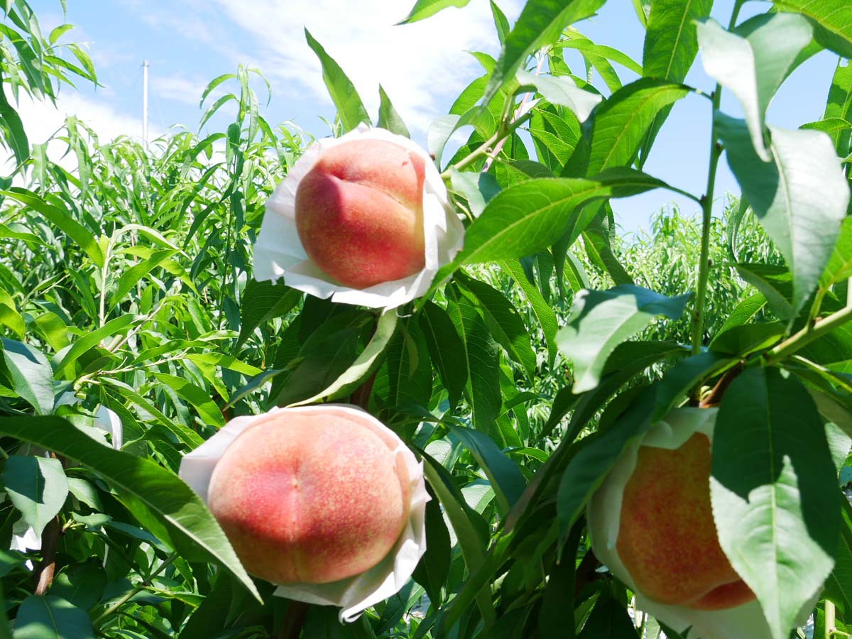旬のフルーツや野菜を収穫体験