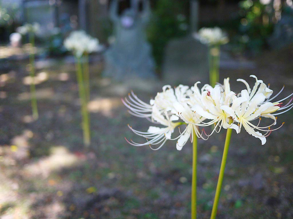 小京都のような寺町寺院群の中にある「願掛け寺 香林寺」