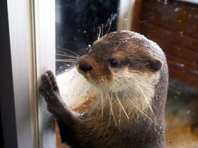 �R�c���J���E�\�ƈ���I��������J���C�C�����ڂ́u�����������فv�̋L���T���l�C��