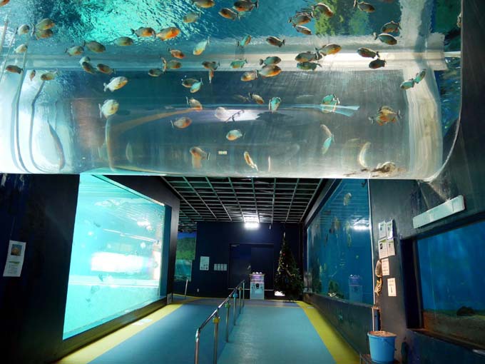 箱根園水族館には世界中の魚が大集合！