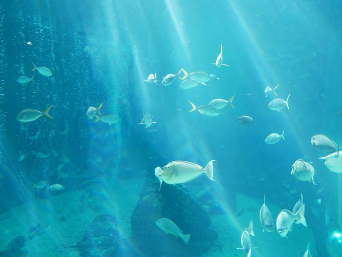 日本で一番標高の高い所に海水の大水槽をもつ箱根園水族館