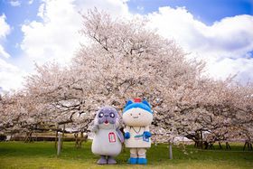 ���킢���������i�E����܂ŁI1���V�ׂ�u�������v�U���@�̋L���T���l�C��