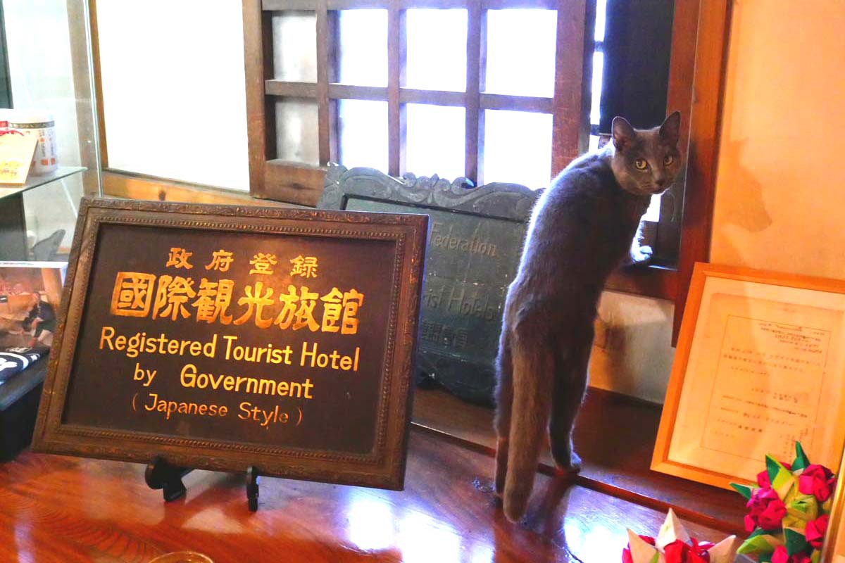 長野県渋温泉「金具屋」の魅力は歴史・温泉・料理、そして猫