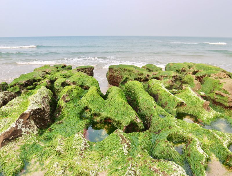 まるで緑の絨毯！台湾北部・春限定の海辺の絶景「老梅緑石槽」 | 台湾