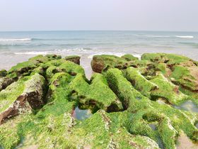 まるで緑の絨毯！台湾北部・春限定の海辺の絶景「老梅緑石槽」