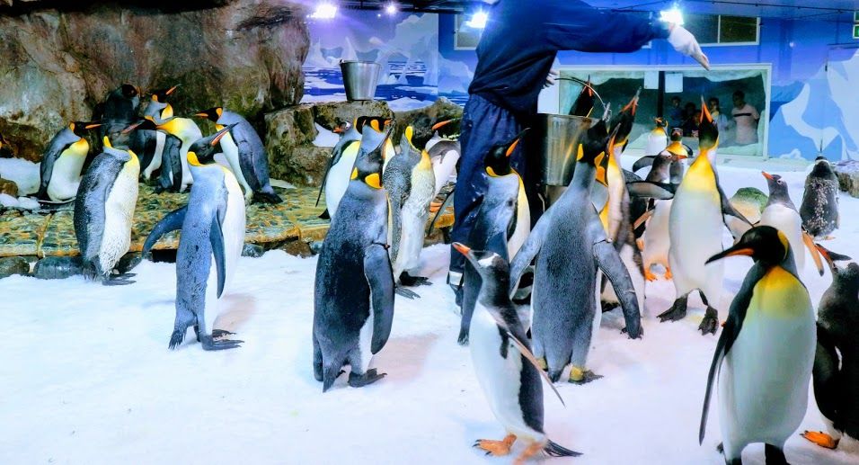 ��Ԋό��n�y9�z�P���[�^�[���g���Y������