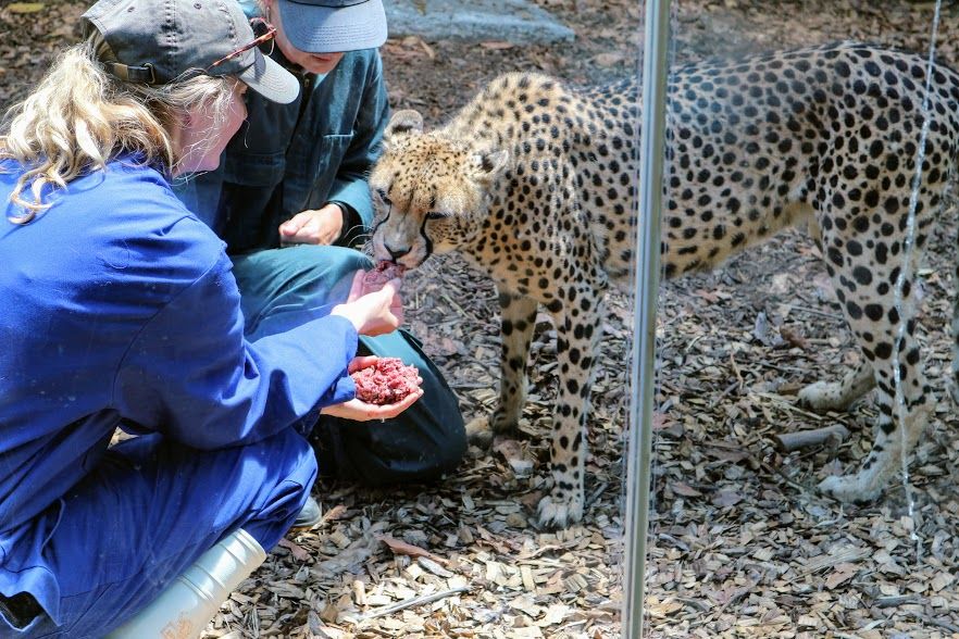大都市に広がる動物の楽園 Nz オークランド動物園 ニュージーランド トラベルjp 旅行ガイド