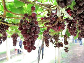 JICő̂ԂǂIuPBVALLYCi[v̓^CYC˂̒n̋LTlC