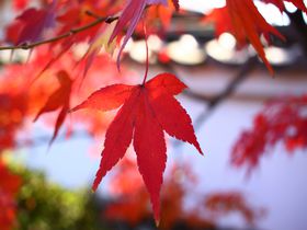 穴場！京都・嵐山の紅葉散歩道「宝厳院〜望京の丘」
