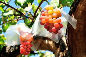 �Ԃǂ��̎��n���{��I�@�Ԃǂ��ƕ��i�������키�@�R���������̂Ԃǂ����̋L���T���l�C��