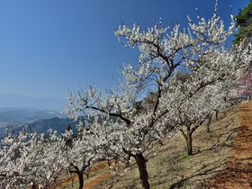 ロープウェイに乗っていく梅の名所・宝登山（ほどさん）梅百花園。埼玉県秩父郡