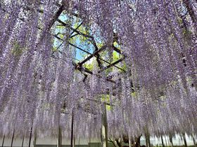 樹齢650年！骨波田の藤 巨木に咲く花はまるで紫の雨 埼玉県本庄市 長泉寺