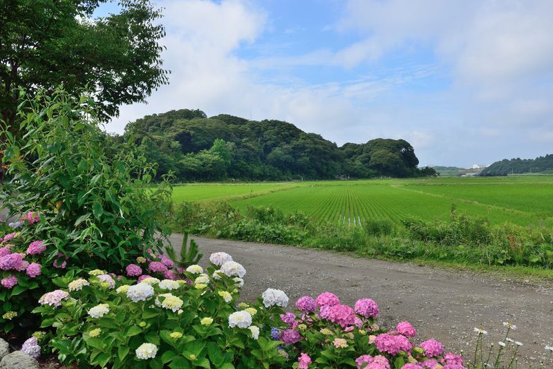 あじさいと田園風景が美しい穴場スポット「二本松寺」茨城県潮来市