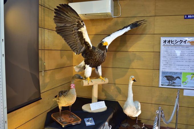 �Z���^�[���̗l�q