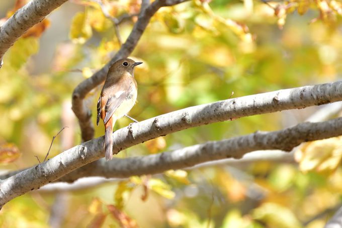 ���ӂ̖쒹�ώ@�X�|�b�g