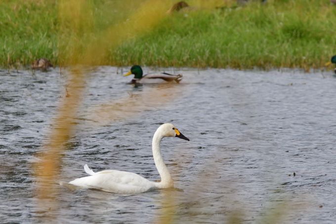 �Ζk�쒹�Z���^�[�Ō�����쒹