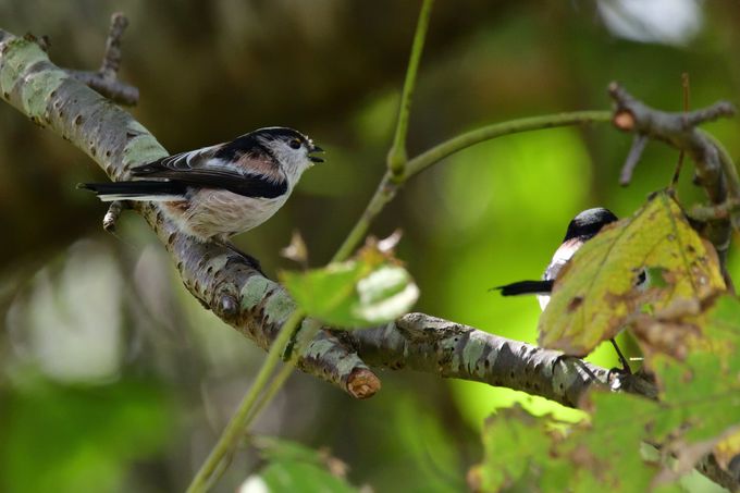 ���ӂ̖쒹�ώ@�X�|�b�g