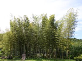 200種類の竹と笹！鳥取県八頭町の癒しスポット「竹林公園」