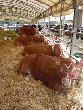 ƑsɂXXItBcFߍxEfBR}[ḿuTՁv̋LTlC