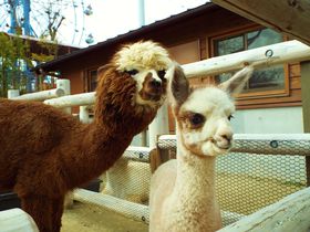 ̓ɉIFsuƂ퓮vŐeq̂ЂƎ̋LTlC