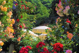 No LOVE�CNo ROSE! �É� �M�C�u�A�J�I�n�[�u�����[�Y�K�[�f���v�̋L���T���l�C��