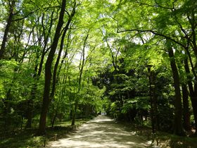 京都の癒しスポット！「糺の森」は下鴨神社参道に広がる太古の森
