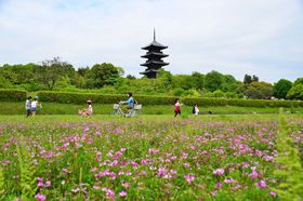 ��񂰂܂��GO�I���R�E�g���H���]�ԓ��ŋC���u���T�C�N�����O�̋L���T���l�C��