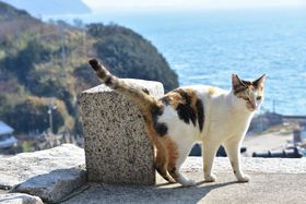 g˂hƃA[g̓֍s!쌧ujؓv̋LTlC