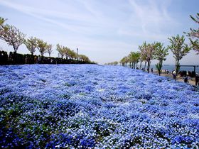 ネモフィラの国内旅行 観光ガイド トラベルjp 旅行ガイド