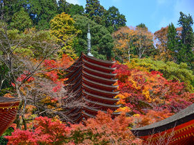 奈良 明日香 岡寺 の紅葉が美しい もみじトンネルに三重宝塔も 奈良県 トラベルjp 旅行ガイド