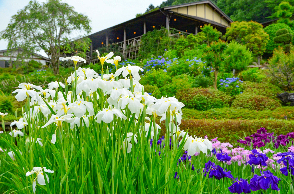 艶やかな初夏の風物詩 奈良 花の郷 滝谷花しょうぶ園 奈良県 トラベルjp 旅行ガイド