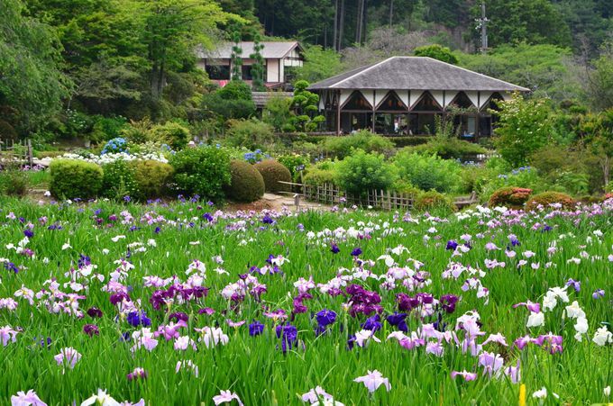約100万本の花菖蒲が咲き誇る 奈良 花の郷 滝谷花しょうぶ園 で初夏を満喫 奈良県 Lineトラベルjp 旅行ガイド
