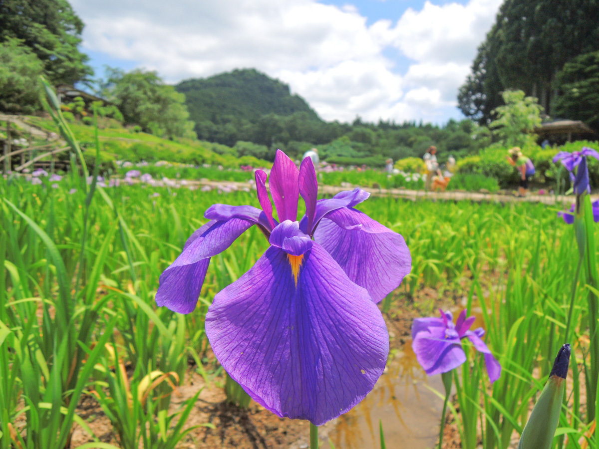艶やかな初夏の風物詩 奈良 花の郷 滝谷花しょうぶ園 奈良県 トラベルjp 旅行ガイド