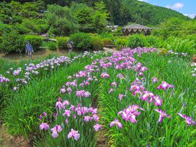 艶やかな初夏の風物詩！奈良「花の郷 滝谷花しょうぶ園」