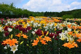 6ɂ10{̃IɁEOgȐ鉺߂̋LTlC